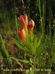 Bild von Collomia biflora (Colomia roja/Coxnea)