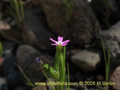 Image of Unidentified Plant #2328 ()