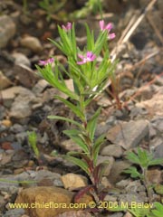 Image of Unidentified Plant #2328 ()
