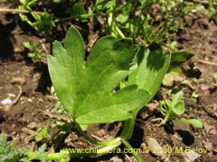 Image of Ranunculus muricatus (Botn de oro/Ensalada de ranas/Pata de gallo)