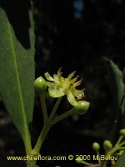 Bild von Laurelia sempervirens (Laurel/Trihue)