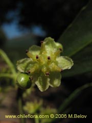 Bild von Laurelia sempervirens (Laurel/Trihue)