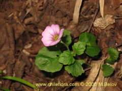 Image of Unidentified Plant #2327 ()