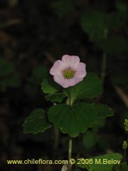 Image of Unidentified Plant #2327 ()