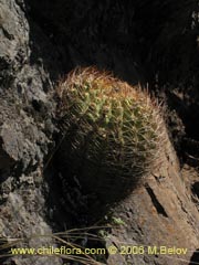 Image of Eriosyce curvispina ()