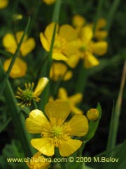 Image of Ranunculus repens ()