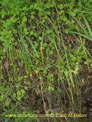 Image of Gilliesia montana ()