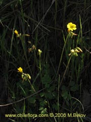 Image of Oxalis sp. #1529 ()