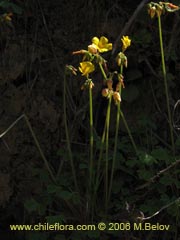 Image of Oxalis sp. #1529 ()