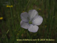 Image of Linum bienne (Lino silvestre)