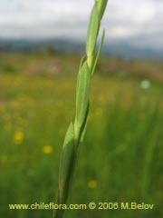 Bild von Linum bienne (Lino silvestre)