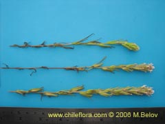 Image of Unidentified Plant #2334 ()