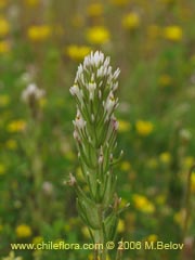 Image of Unidentified Plant #2334 ()