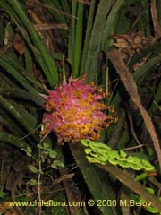 Image of Ochagavia carnea (Cardoncillo)