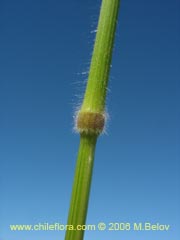 Image of Unidentified Plant #1866 ()