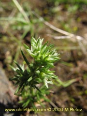 Image of Unidentified Plant #2331 ()