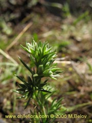 Image of Unidentified Plant #2331 ()