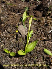 Image of Unidentified Plant #2332 ()