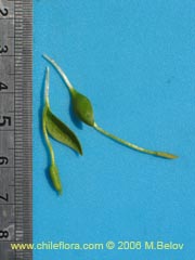 Image of Unidentified Plant #2332 ()