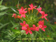 Bild von Collomia biflora (Colomia roja/Coxnea)