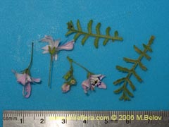 Image of Schizanthus alpestris (Pajarito alpestre)