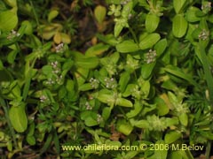 Image of Unidentified Plant #2333 ()