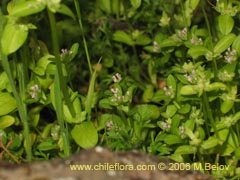 Image of Unidentified Plant #2333 ()