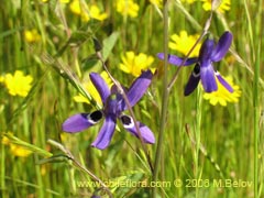 Bild von Conanthera campanulata (Pajarito del campo)