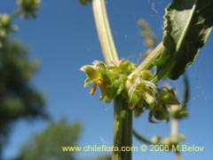 Imgen de Planta no identificada #2405 ()