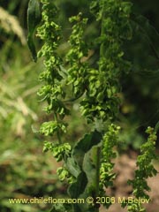 Image of Unidentified Plant #2329 ()