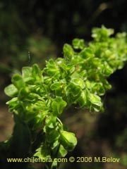 Image of Unidentified Plant #2329 ()
