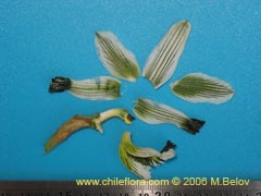 Bild von Chloraea bletioides ()