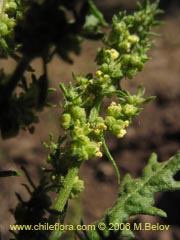 Bild von Chenopodium chilense ()