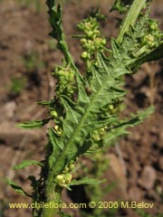 Image of Chenopodium chilense ()