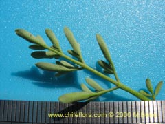 Bild von Ruta chalepensis ()