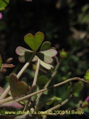 Bild von Oxalis sp. #1640 ()