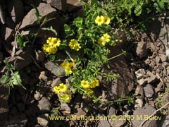 Bild von Oxalis sp. #1641 ()