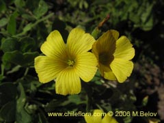 Bild von Oxalis sp. #1641 ()