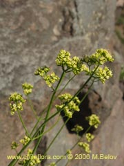 Imgen de Valeriana verticillata ()