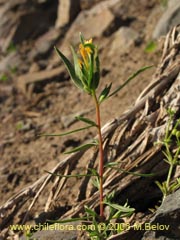 Image of Collomia cavanillesii (Collomia amarilla)