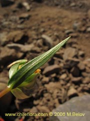 Image of Collomia cavanillesii (Collomia amarilla)