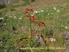 Bild von Rhodophiala sp.  #1638 ()