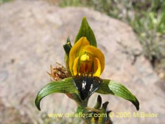 Bild von Chloraea disoides var. picta ()