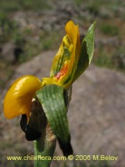 Bild von Chloraea disoides var. picta ()