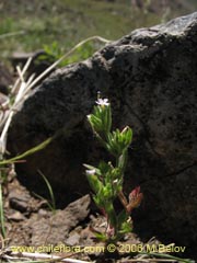 Image of Unidentified Plant #2330 ()
