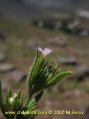 Image of Unidentified Plant #2330 ()
