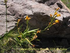 Bild von Chloraea alpina ()