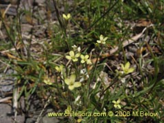 Image of Unidentified Plant #2407 ()