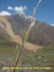 Image of Unidentified Plant #2407 ()