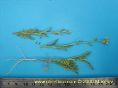 Image of Unidentified Plant #2408 ()